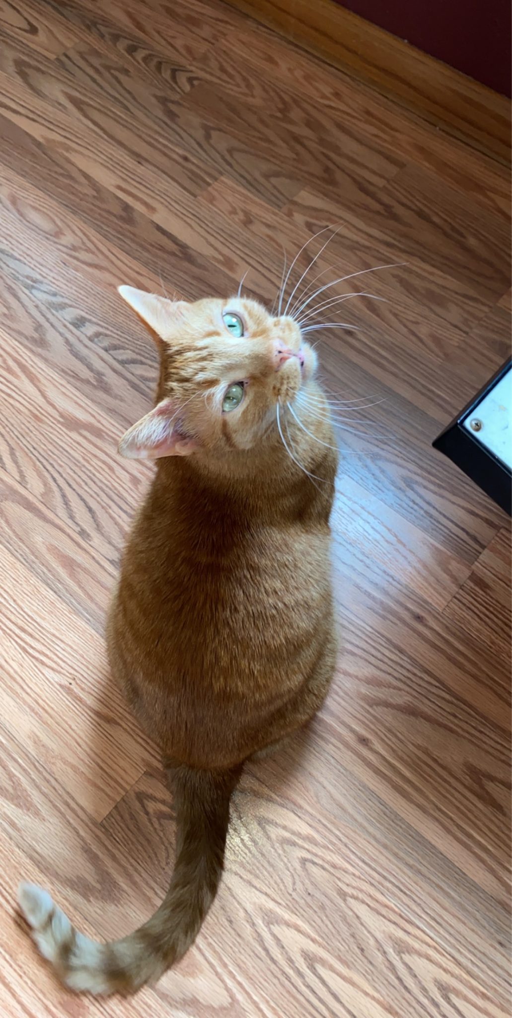 lost-orange-cat-740-the-fan